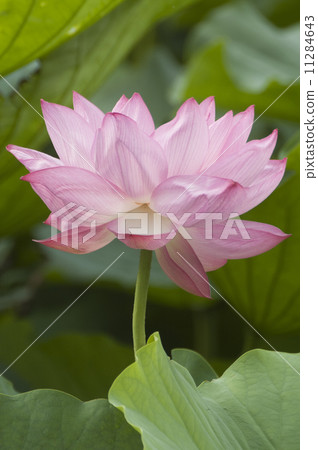 Lotus in Shinobazui Pond 11284643