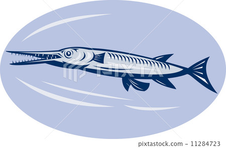 Needlefish (family Belonidae) 11284723