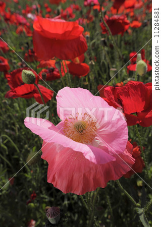 Chirley Poppy 11284881