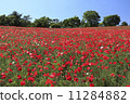Chirley Poppy 11284882