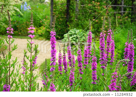 July Flower Miso Haki · Miso Hagi Department 32 11284932