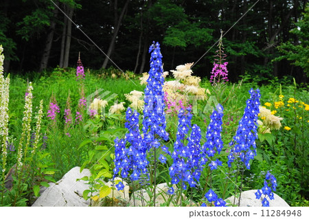 July Flower Delphinium · Buttercup family 52 July Flower Delphinium · Buttercup family 52 11284948