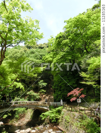 Fresh green Fresh green 11285163