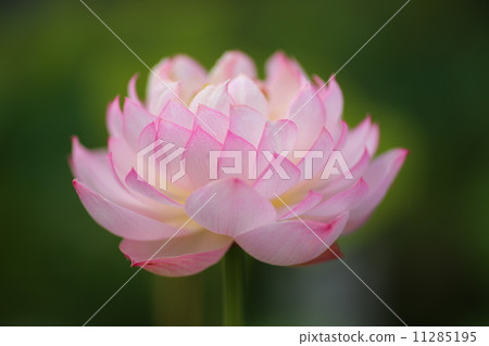 Tea chestnut lotus Tea chestnut lotus 11285195