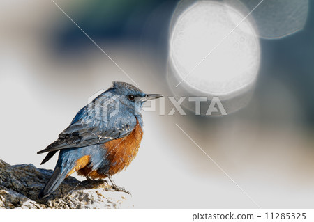 Sea bulbul Sea bulbul 11285325