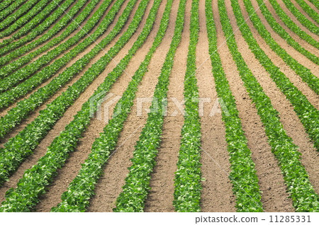 Bean spot Bean spot 11285331