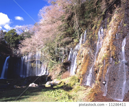 白瀑瀑布“世界文化遺產”“日本100瀑布”“國家指定自然紀念碑”“國家指定風景區” 11286411