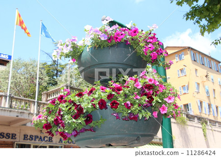French flower tree 11286424