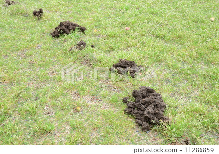 Damage to lawn lawn 11286859