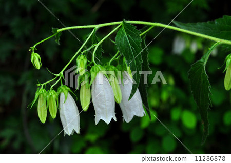 螢火蟲刷（白花） 11286878