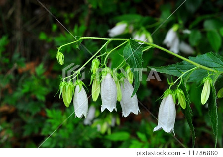 螢火蟲刷（白花） 11286880