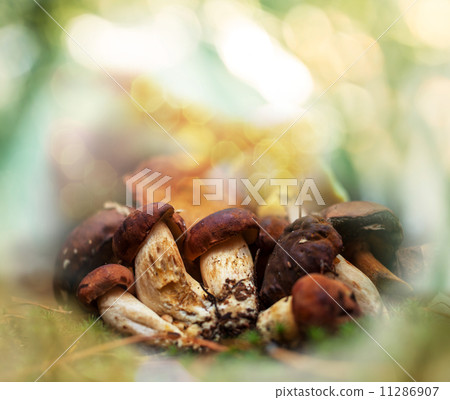 Mushrooms Mushrooms 11286907