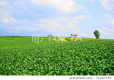 July Countryside Scenery 76 Biei-cho July Countryside Scenery 76 Biei-cho 11287170