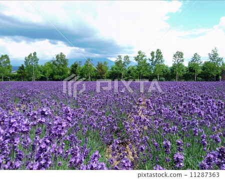 Lavender field Lavender field 11287363