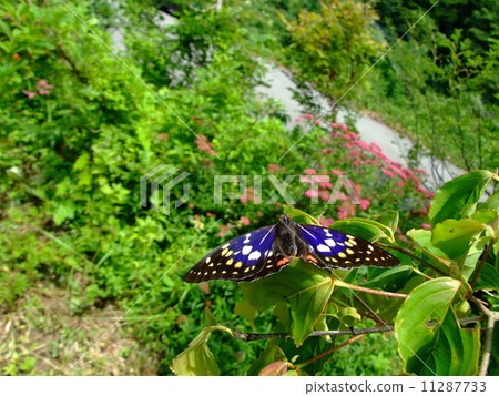 Male of Omurasaki stopping on the leaves 11287733