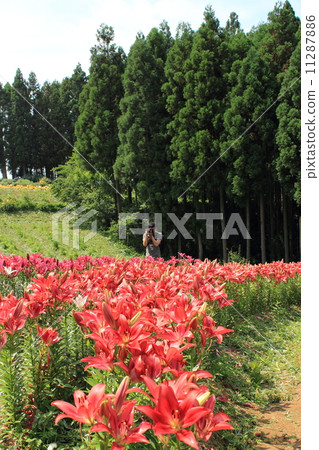 莉莉公園的相機拍攝 莉莉公園的相機拍攝 11287886