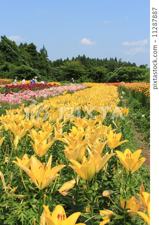 莉莉公園 莉莉公園 11287887