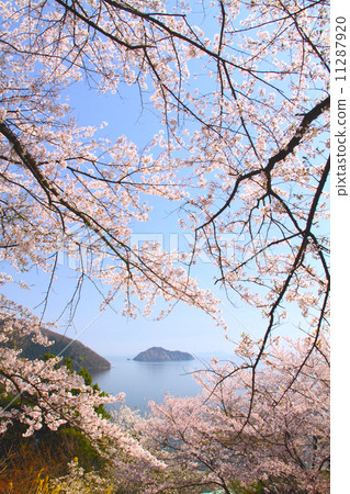 From Okubiwako Parkway to see the cherry blossoms and the unexplored Takeboshima (Chikubujima) From Okubiwako Parkway to see the cherry blossoms and the unexplored Takeboshima (Chikubujima) 11287920