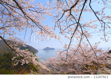 From Okubiwako Parkway to see the cherry blossoms and the unexplored Takeboshima (Chikubujima) From Okubiwako Parkway to see the cherry blossoms and the unexplored Takeboshima (Chikubujima) 11287921