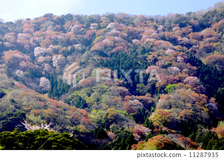 Mountain cherry tree of Miko (Fukui prefecture designated natural treasure) / Spring of Wakasa bay / Tsunoshima peninsula Mountain cherry tree of Miko (Fukui prefecture designated natural treasure) / Spring of Wakasa bay / Tsunoshima peninsula 11287935