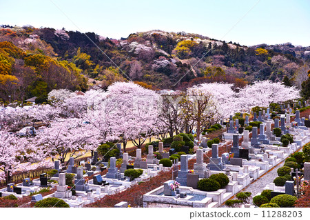有櫻花的春天公墓 有櫻花的春天公墓 11288203