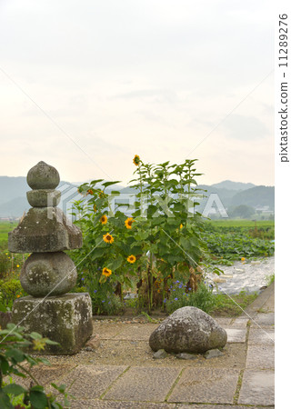 Asuka Onsuka 2 11289276