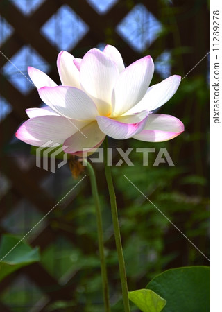 哈斯2014  -  1 11289278