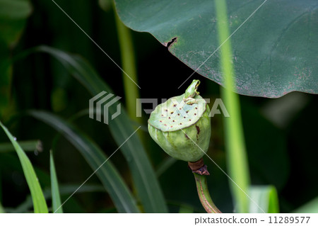 蓮花竹筍圖像 11289577