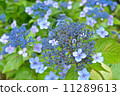  hydrangea 11289613