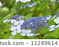  hydrangea 11289614