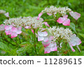  hydrangea 11289615