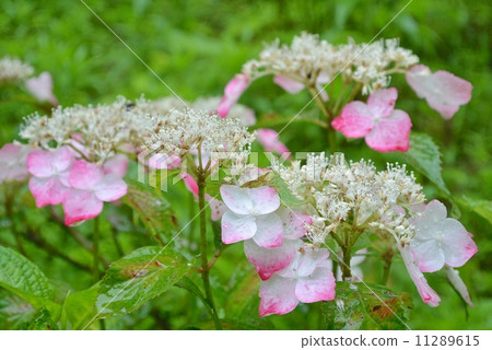 hydrangea hydrangea 11289615