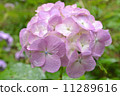  hydrangea 11289616