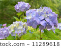  hydrangea 11289618