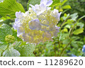  hydrangea 11289620