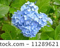  hydrangea 11289621