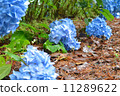  hydrangea 11289622