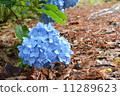  hydrangea 11289623