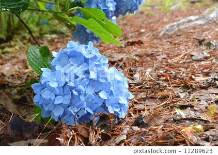hydrangea hydrangea 11289623