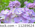  hydrangea 11289624