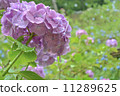  hydrangea 11289625
