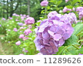  hydrangea 11289626