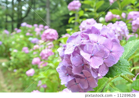 hydrangea hydrangea 11289626