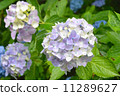 hydrangea 11289627