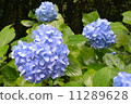  hydrangea 11289628
