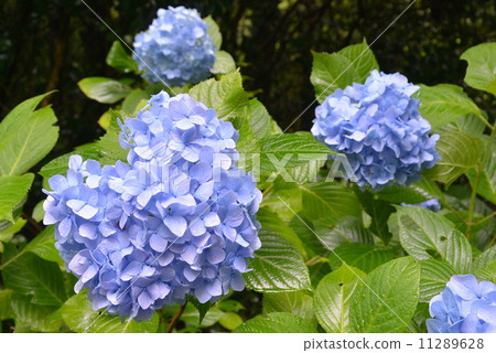 hydrangea hydrangea 11289628