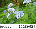  hydrangea 11289629