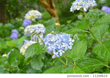 繡球 繡球 11289629