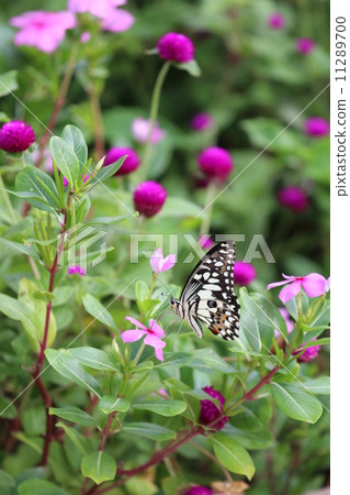 Tropical butterfly Tropical butterfly 11289700