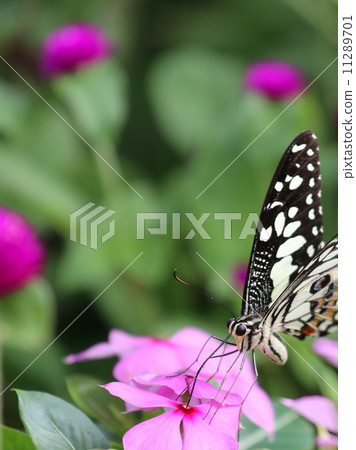 Tropical butterfly Tropical butterfly 11289701